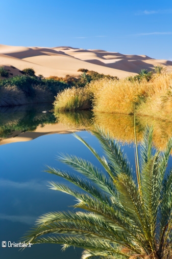 Oasis au Sahara Oasis au Sahara