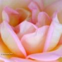 Rose rose