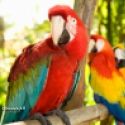 Perroquets Perroquets