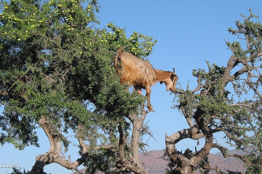 Chèvre grimpant au sommet d'un arganier Chèvre grimpant au sommet d'un arganier