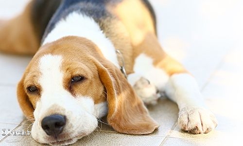 Chien (triste) Chien (triste)