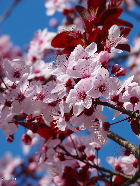 Amandier en fleurs Amandier en fleurs