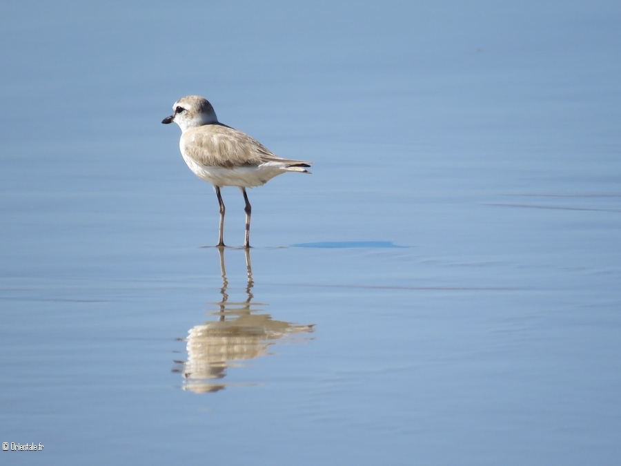 Joli oiseau du Mozambique sur un fleuve Joli oiseau du Mozambique sur un fleuve