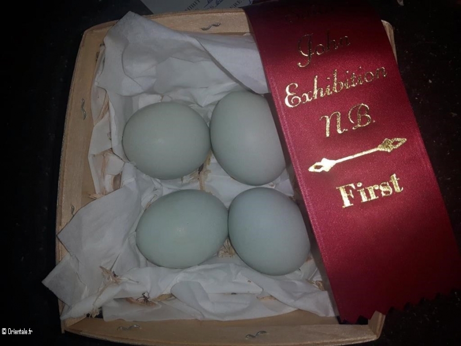 Oeufs verts bleus Oeufs verts bleus