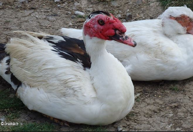 Canards Canards