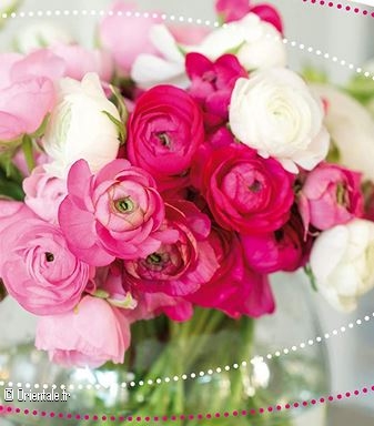 Belles fleurs Belles fleurs