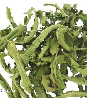 Verveine Verveine