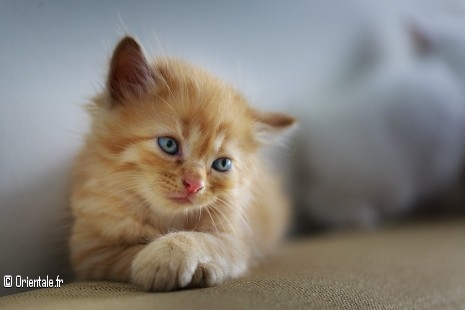 Chaton roux Chaton roux
