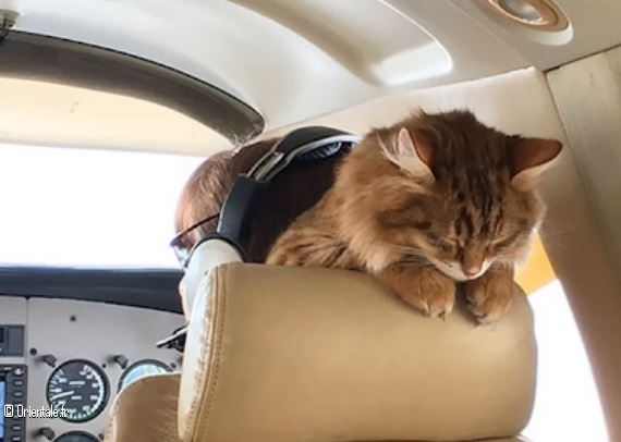 Un chat dans le cockpit Un chat dans le cockpit