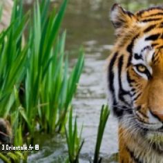 Tigre