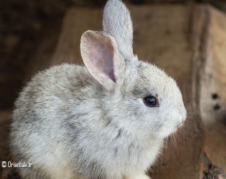 Lapin Lapin