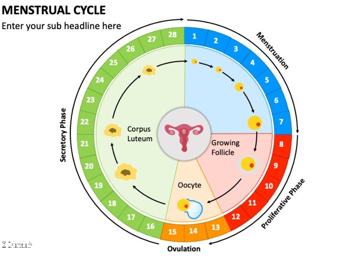 Cycle menstruel Cycle menstruel