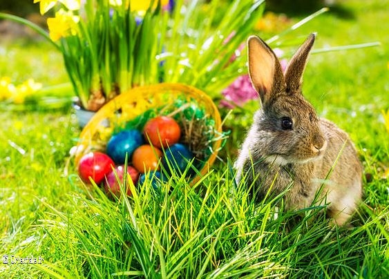Oeufs de Pâques et lapin de Pâques Oeufs de Pâques et lapin de Pâques