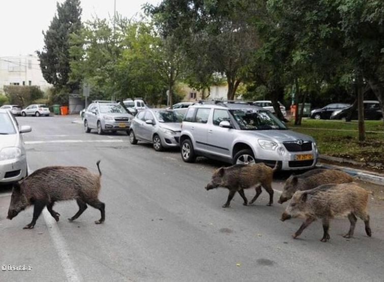 Des sangliers se promènent dans les rues de Sidi Amar, dans la périphérie d'Annaba Des sangliers se promènent dans les rues de Sidi Amar, dans la périphérie d'Annaba