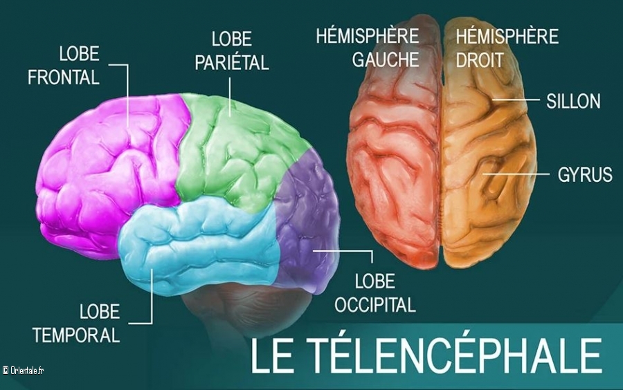 Le cerveau humain, schéma Le cerveau humain, schéma