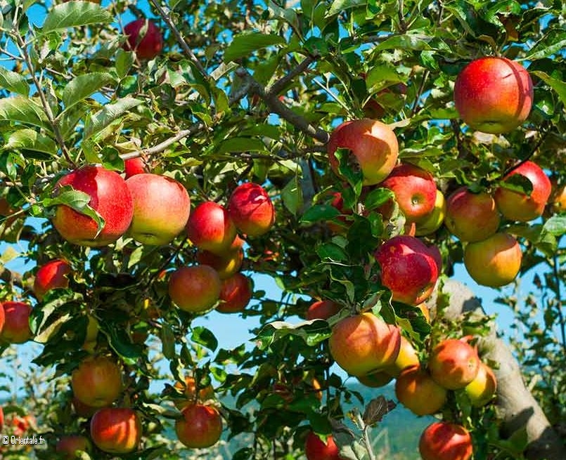Pommier égyptien Pommier égyptien